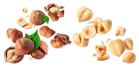 Can Dogs Eat Hazelnuts A Z Animals