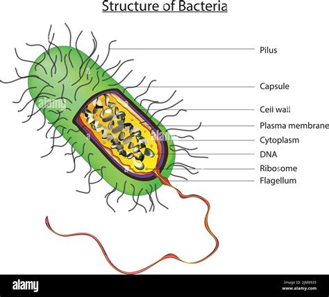 Structure of Bacteria Stock Vector Image & Art - Alamy