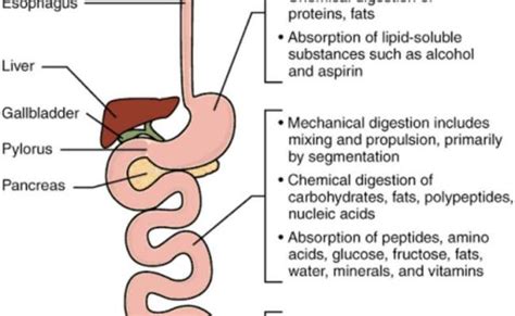 Digestive System Ingestion To Egestion Explained In Simple Words ...