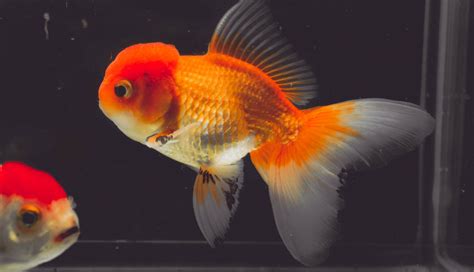 Lo Que Todo El Mundo DeberÍa De Saber Sobre Los Tipos De Goldfish