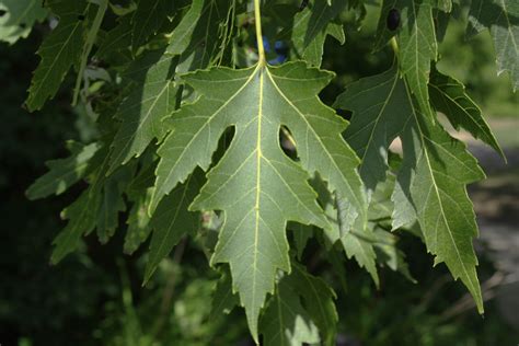 Silver Maple Leaf Ontario Native Plant Nursery Container Grown