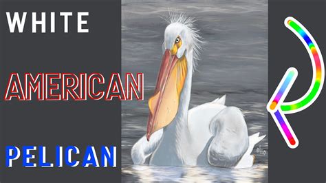 Painting In Procreate American White Pelican Digital Painting Time