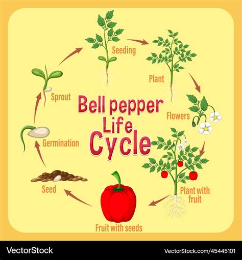 Life Cycle Of A Capsicum Diagram Royalty Free Vector Image