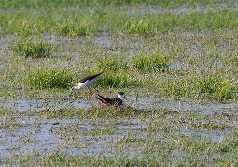 Nid D Chasse Blanche Himantopus Himantopus Pierre Pruvot Flickr