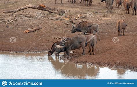 Cape Buffalo Herd Syncerus Caffer Drinking At A Waterhole In Africa