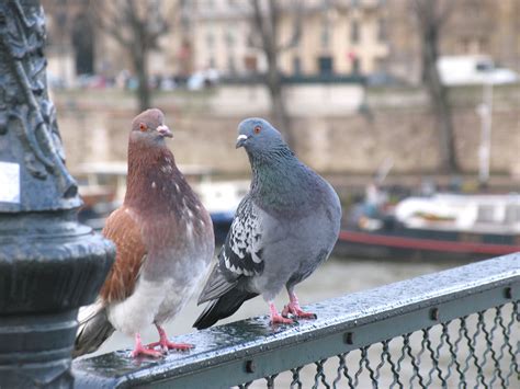 1 Pigeon Pour 25 Parisiens Paris Zigzag Insolite And Secret