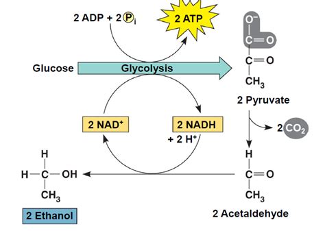 Understand Biology Gambar Dan Penjelasan Tentang Fermentasi Alkohol