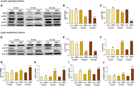 Frontiers Adipose Tissue Derived Exosomes Contribute To Obesity