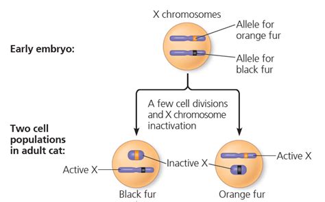 X Inactivation In Female Mammals Rethink Biology Notes