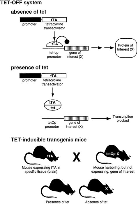 Inducible Transgene Expression In Tetracycline Tet Off System