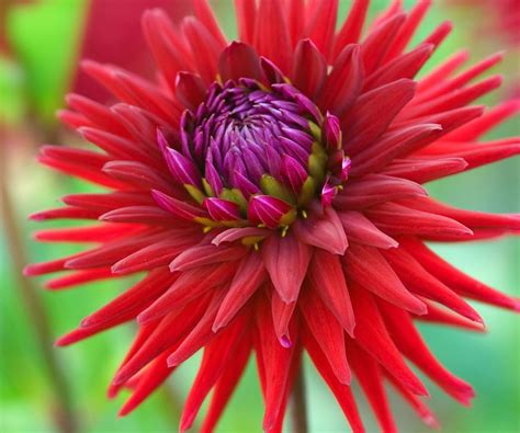 Common dahlia diseases: and how best to combat them | Homes & Gardens