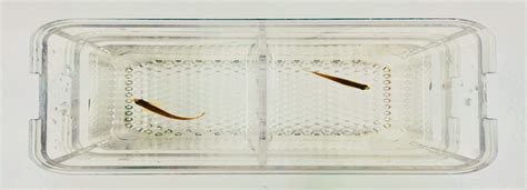 Couples Counselling for Zebrafish: How to Optimize Breeding Efficiency