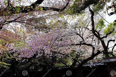 Yasukuni Jinja (Shinto-style Shrine) with Spring Cherry Blossom (sakura ...