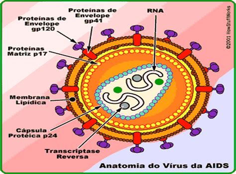 Biomedicina Diagnóstica HIV AIDS