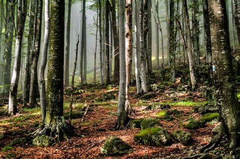 Urwälder in der Slowakei wird durch neues Naturschutzgebiet geschützt