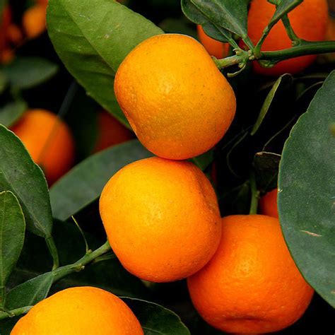 Egrow 30Pcs Edible Fruit Mandarin Bonsai Tree Seeds