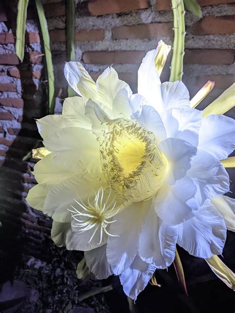 Dragon Fruit Flowers When They Bloom At Night Are Very Beautiful Stock