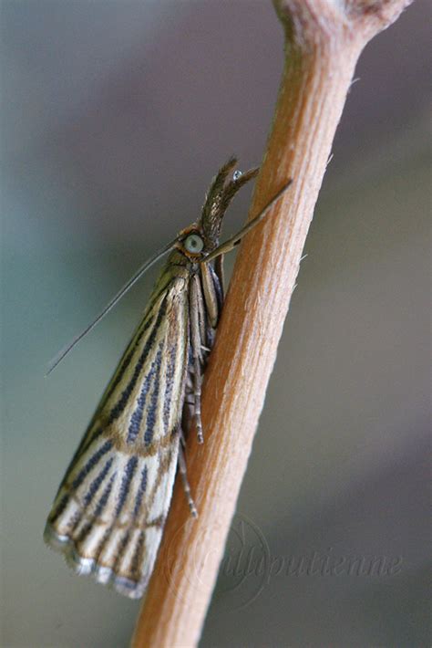 Photo Nature Lilliputienne Macrophotographies Chrysocrambus Linetella