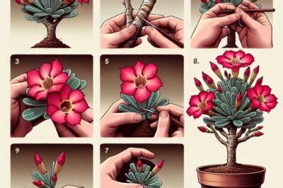 Desert Rose Propagation Guide: Grow from Cuttings & Seeds Easily - All ...