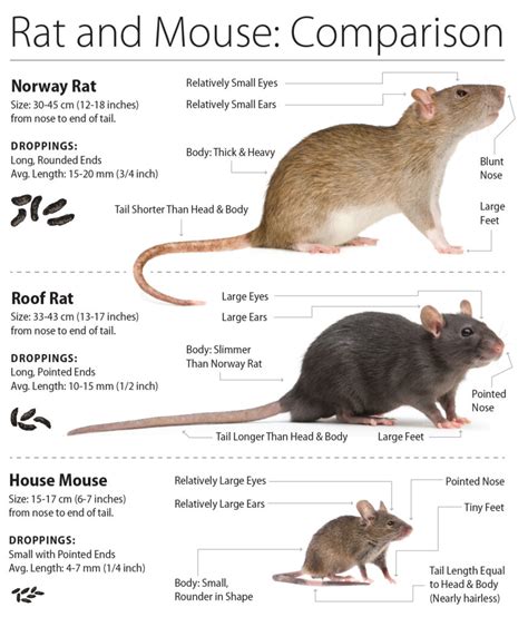 Rats – WildsafeBC