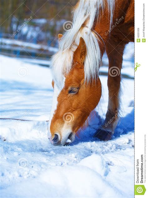 Brown Horse Haflinger In Snowy Pasture Horse That Stock Image Image