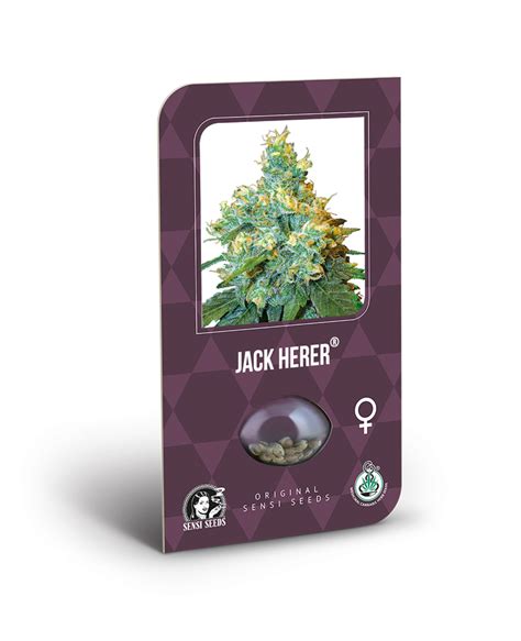 Jack Herer Sensi Seeds Subida Cerebral Enérgica Grandes Cosechas