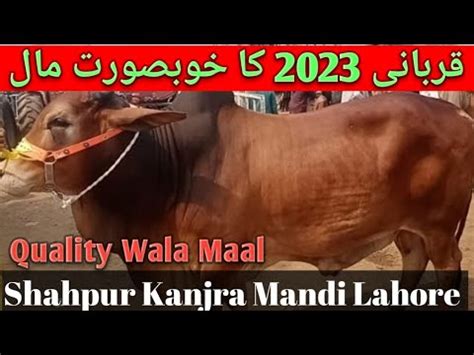 Cow Mandi Lahore 2023 Qurbani Ka Mall Sahiwal Cholisthani Bachre