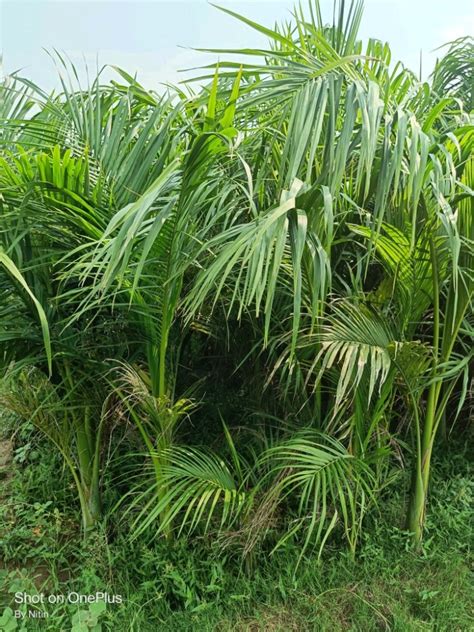 Hyophorbe Lagenicaulis Green Bottle Palm Plant For Plantation 12 Feet