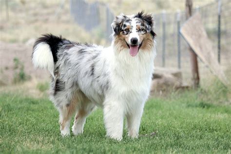 exploring australian shepherd coat colors  guide   stunning