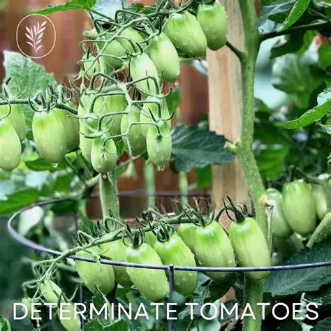 Discover The Best Determinate Tomatoes For Your Garden Indeterminate