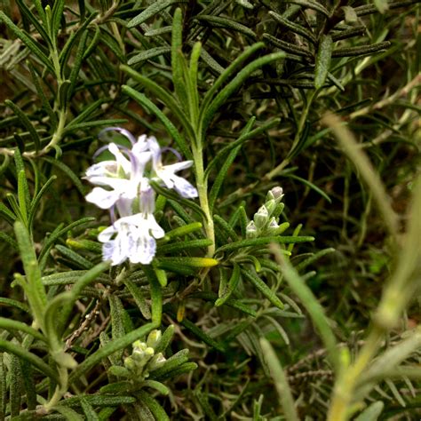 ♲I present my beautiful rosemary plant. - ♻Hacer Macetas Recicladas ♻ ...