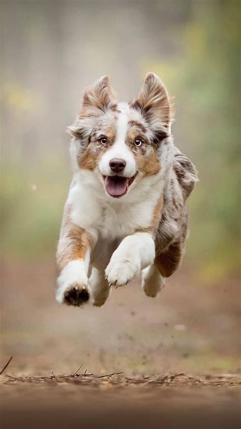 Australian Shepherd Wallpapers Top Free Australian Shepherd