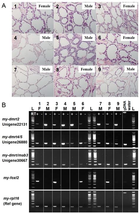 Animals Free Full Text Phenotypic Stability Of Sex And Expression