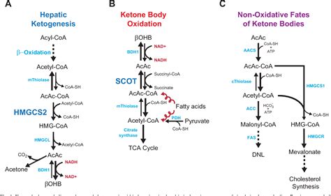 Figure 1 From Ketone Body Metabolism And Cardiovascular Disease