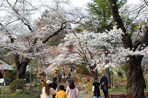 【8分咲き：4月11日現在】2024年新倉山浅間公園桜の様子