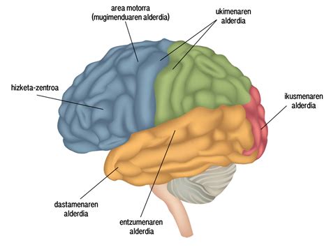 Nerbio Sisitema Mind Map