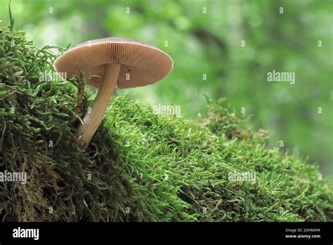 The Deer Shield Pluteus Cervinus Is An Edible Mushroom Stacked