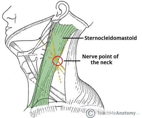 The Cervical Plexus - Spinal nerves - Branches - TeachMeAnatomy