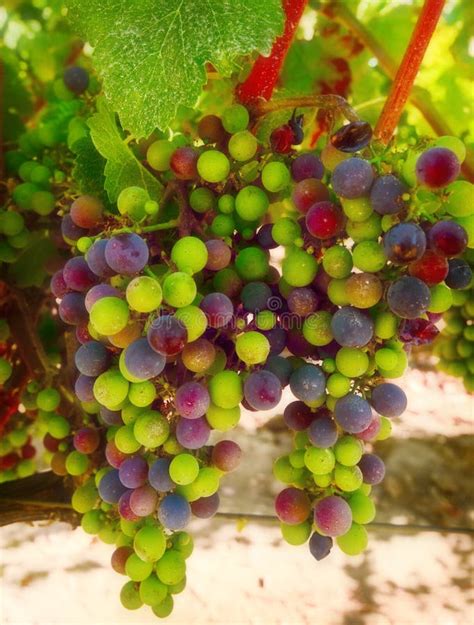 Purple and Green Wine Grapes, California Stock Photo - Image of ...