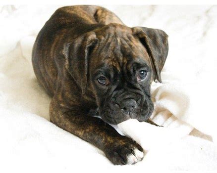 Cute Dogs|Pets: Brindle Boxer Dogs Pictures