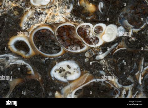 Turritella agate hi-res stock photography and images - Alamy