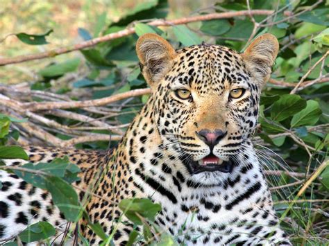 Foto Profissional Gratuita De África Animais Selvagens Animal