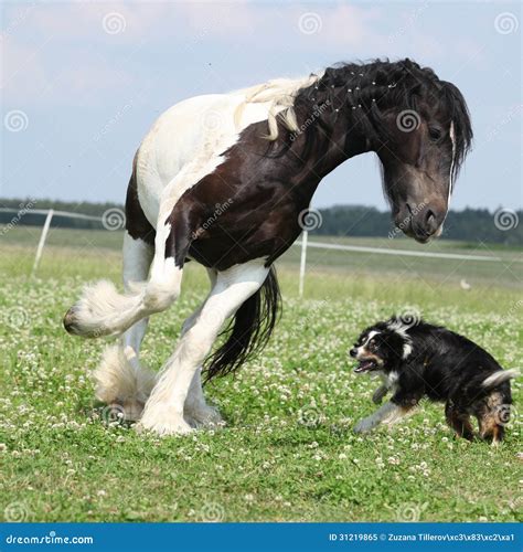 Irish Cob Playing With Border Collie Stock Image Image Of Action