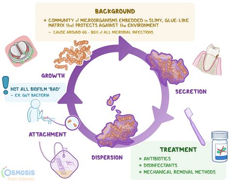 Biofilms What Are They Formation Removal And More Osmosis