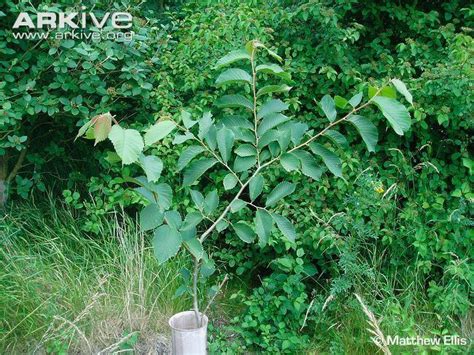 Ulmus Wallichiana Alchetron The Free Social Encyclopedia