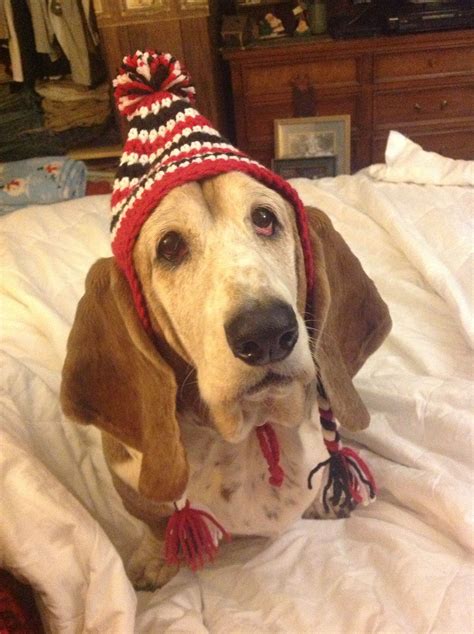 Millie Loves Her New Hat Bassett Hound Basset Hound Hound Dog