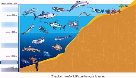 Ocean Layers Diagram, Ocean Landforms Diagram | Quizlet