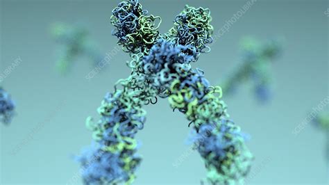 Chromosomes Illustration Stock Image F0307083 Science Photo Library