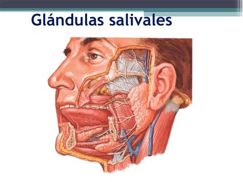 Clase De Glandulas Salivales Ppt