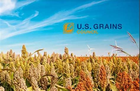 Sorghum Quality Report Released By U S Grains Council Feed Planet